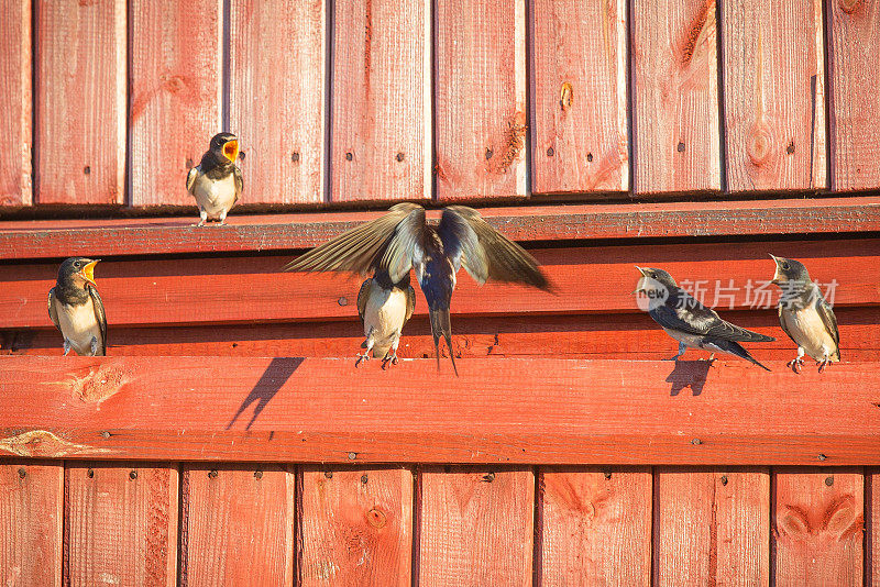 燕子妈妈喂它的小鸡。年轻的雏鸟谷仓燕子(Hirundo rustica)一个古老的农村房子。